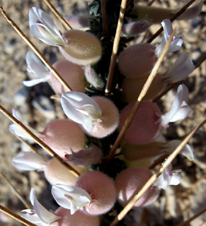 Spiny Milk-Vetch 