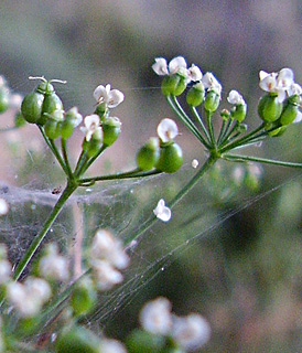 Cretan Scaligaria 