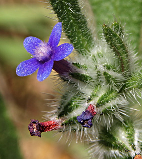 Massed Alkanet 