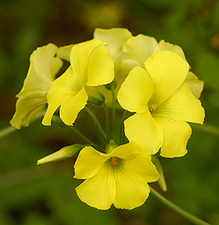 Bermuda Buttercup, Noddind Wood-sorrel 