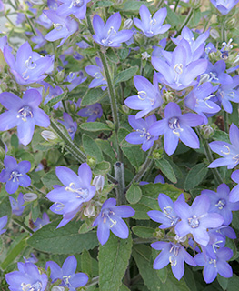 Peregrinating Bellflower 