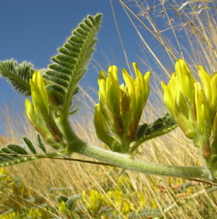 Astragalus sparsus