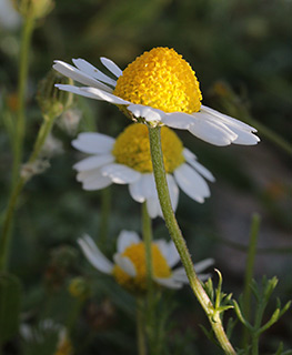 Common Chamomile 