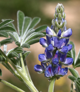 Hirsute Lupin, Field Lupin 