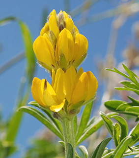 Yellow Lupin 