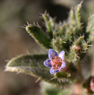 Callous-leaved Gromwell 