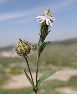 צפורנית אלכסנדרונית