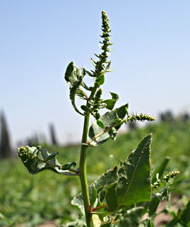 English beet 