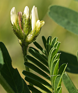 קדד ספרדי