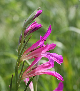 Common Gladiolus 