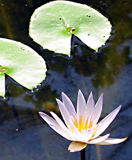 Blue Water-Lily 