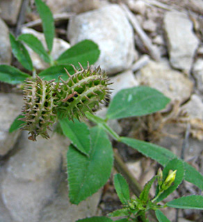 Medicago rotata