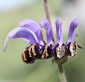 Blue Sage 