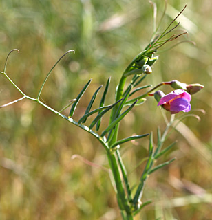 wild sweet pea, Crimson pea 