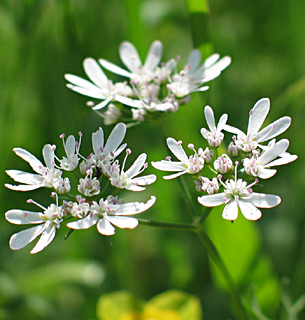 Coriander 