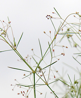 Thin Bedstraw 