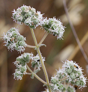 Wild Marjoram 