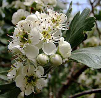 Crataegus  azarolus