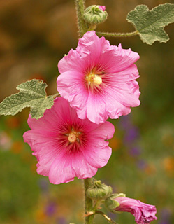 Bristly Hollyhock 