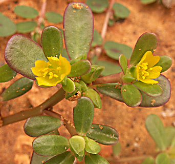 Garden Purslane, Chick Weed   