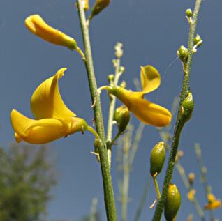 Gonocytisus pterocladus