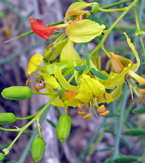 Prickly Thorn, Jerusalem Thorn 