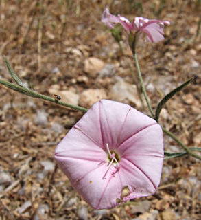 Convolvulus cantabrica