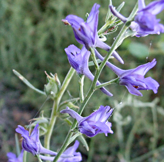 Delphinium peregrinum