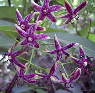 Silk vine 