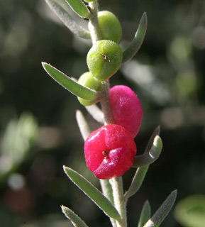 לחן לביד