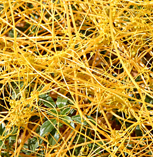 Field Dodder 