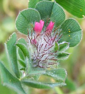 Few-flower Clover 