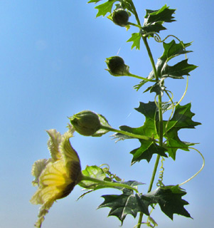 Balsam Apple 