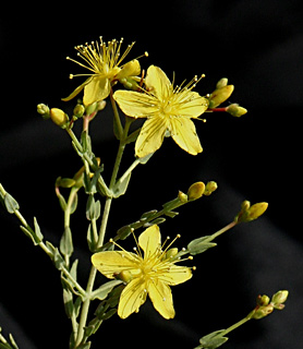 Tumble St.John's-wort 