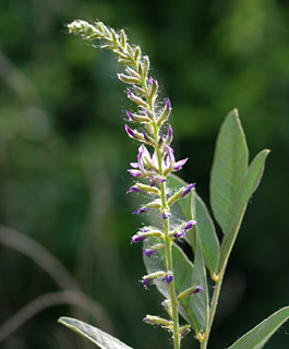 Liquorice, licorice-root, Gan Cao    