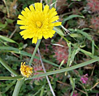 Rush Hawkweed 