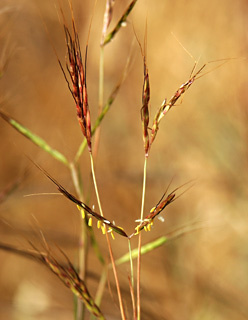 Hairy Bread-Grass 