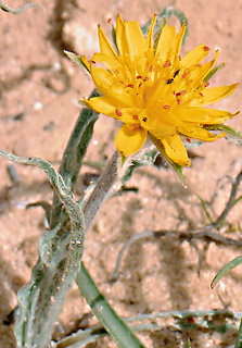 Jordanian Viper's grass 