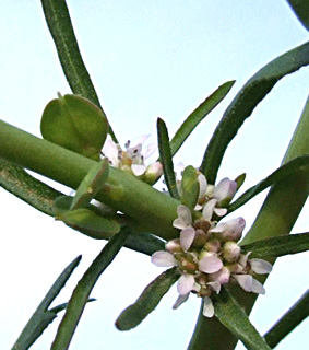 Lepidium spinescens