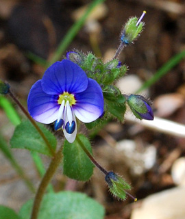 Veronica syriaca