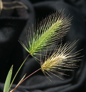 Hordeum hystrix