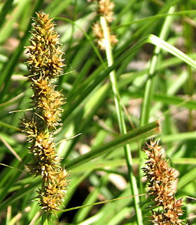 Faise Fox Sedge 