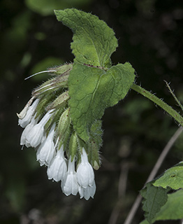 Palestine Comfrey 