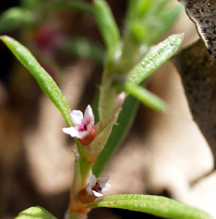 Manyleg knotweed 