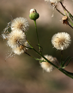 Horseweed, Fleabane  