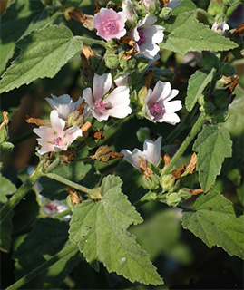 Marshmallow root  