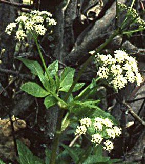 Cretan lecokia 