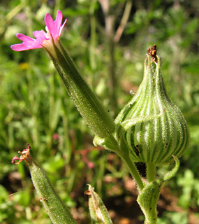 Silene conoidea