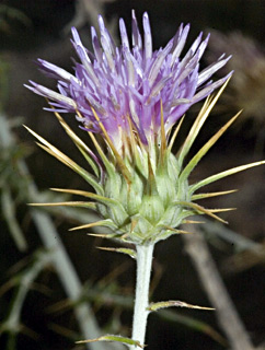 Shrubby Ptilostemon 