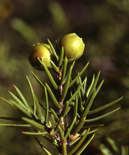 Plum juniper 